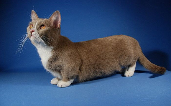 What Is a Munchkin Cat?